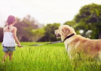 北京宠物学校｜上门训练狗狗行为调整