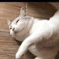 吃的多、喝的多、尿的多！宠物可能得的是这个病