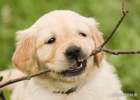 普安特宠物药科普：如何预防狗狗患上脂肪瘤