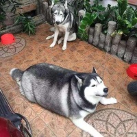 狗狗减肥，光靠节食可不行，得从3方面下手，才不影响健康