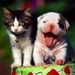 爱宠总动员犬粮 ，营养均衡，科学配方,出口国外，注重性价比有些狗主人在给狗狗吃狗粮的同时还给狗狗吃肉类【榆次宠物吧】