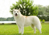 宠物狗的饮食要注意营养均衡，不能一种食物从年头喂到年尾