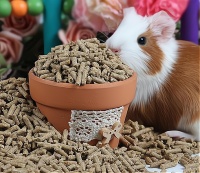 未来宠物食品市场：营养均衡，商机无限！