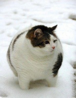 宠物肥胖怎么办？管住嘴，迈开腿！