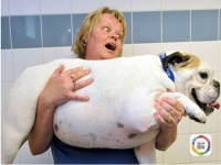 宠物瘦身赛开锣 胖狗肥猫忙健身