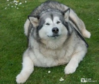 调查显示：六成猫狗过肥！多因饲主“明知故犯”，如何判别肥胖？