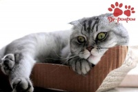 爪爪博士宠物药品 猫咪得脂肪肝的治疗方法