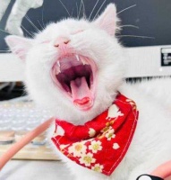 如何判断猫咪牙齿的健康情况？