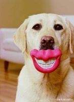 宠物的健康秘籍之一，拥有一口好牙