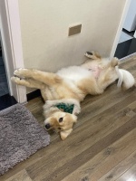 狗狗牙齿健康 = 幸福生活！