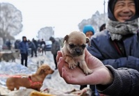 如何挑选健康的狗狗，想养狗的，睁大眼睛看清楚了