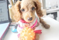 如何护理宠物的眼睛