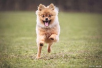 奈固健Neprofin PET：从点滴日常，守护宠物关节健康