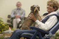 老龄宠物犬的护理方法