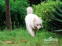 怎样护理我们的老年宠物