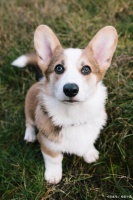 柯基步入老年，这样照顾让陪伴更长久！