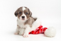 适合空巢老人养的宠物有哪些