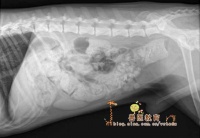 宠物医生牛光斌