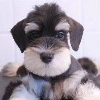 怎样给狗狗补充营养