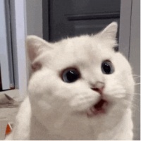 和宠物跨物种对话，一小时 300 元