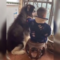 萌娃和狗狗的“默契聊天”获高赞，网友：狗狗带大的娃就是不一样