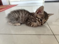 大悟在线宠物信息网欢迎你大悟最大宠物爱好者网络社区！宠物乐园！专为爱宠人打造的一个全方位宠物交流平台