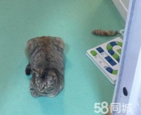 北京宠物赠送/领养电话