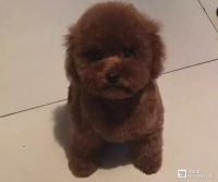 宠物也能“共享”？郑州出现10元一天带狗狗回家服务