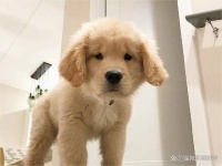 氧宠博士：养宠人的宠物百科全书