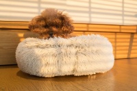 出门旅行，离不开爱宠怎么破？亲身体验花间堂美宿的携宠度假服务