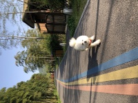 “以前是我挑酒店，现在是酒店挑我”，爱宠人士携宠度假限制多多，怎么破