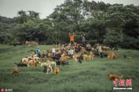 法国夏季抛弃宠物现象严重 国会议员谋求立法阻止