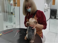 专业、贴心、有前景的宠物托管服务，你值得拥有！