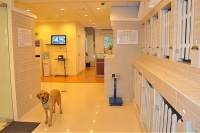 了解宠物托管服务，抓住未来的创业大趋势