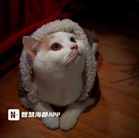 喂养“毛孩”周入上千元？宠托师也“受宠”