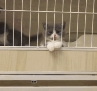 【百科知识】想带猫猫狗狗上火车？不是不可以！最全托运宠物指南来了