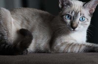 各国宠物保险盘点(全文)