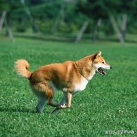 宠物仿真草坪：打造一个安全无忧的宠物户外活动区