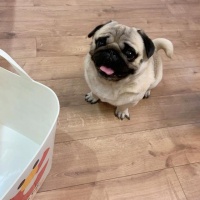 狗界七大“臭狗”，挑战你的嗅觉极限，一般人还真得掂量掂量！