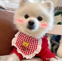 宠物应该怎么养？