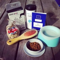 节日到！宠物的安全出行，你该做哪些准备？