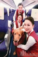 带狗狗乘机出行需要注意哪些？大小有要求，手续需齐全