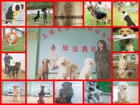 上海爱家宠物学校