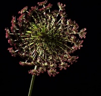 宠物经济：蓬勃发展的市场前景和商机