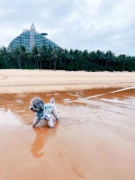 携宠旅行：商家叫得欢，现实很骨感