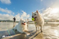 和宠物一起去旅游是什么体验，宠旅与你来一场说走就走的旅行？