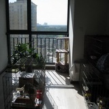 北京通州飞儿宠物寄养乐园(家庭寄养猫为主）