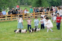 疯马牛萌宠乐园设计丨萌宠乐园如何靠活动策划逆袭淡季