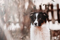 这组流浪猫狗照让每个人心疼，请给它们一个温暖的世界！