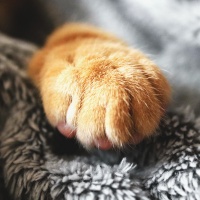 狗狗界里的旅游达人，8年旅游打卡照都可以出相册了